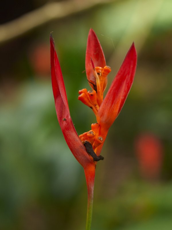 Flower, Bolaven Plateau